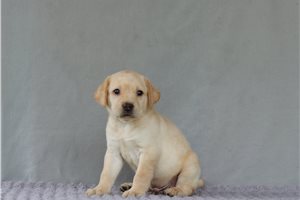Johnny - Labrador Retriever for sale