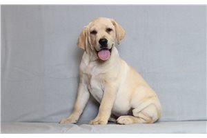 Zoltan - Labrador Retriever for sale