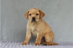 Joey - Labrador Retriever for sale
