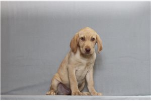 Zachary - Labrador Retriever for sale