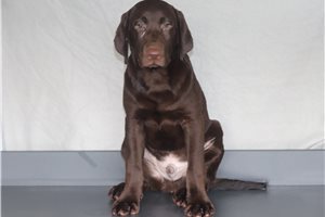 Lincoln - Labrador Retriever for sale