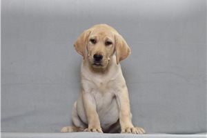 Zahara - Labrador Retriever for sale