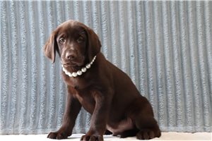 Lincoln - Labrador Retriever for sale