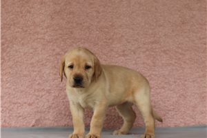 Juniper - Labrador Retriever for sale