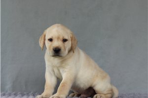 Jonah - Labrador Retriever for sale