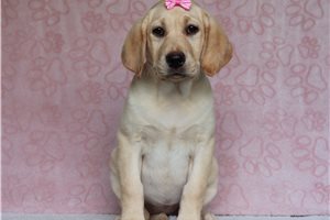 Lady - Labrador Retriever for sale