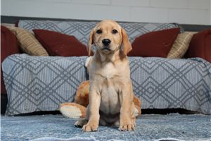 Laika - Labrador Retriever for sale