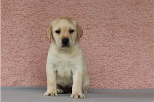Justine - Labrador Retriever for sale