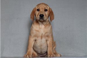 Laika - Labrador Retriever for sale