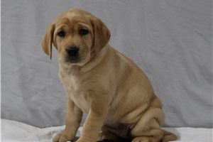 Laika - Labrador Retriever for sale