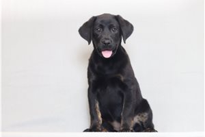 Zoey - Labrador Retriever for sale