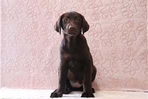 Susan - Labrador Retriever for sale