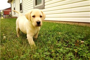 Jake - Labrador Retriever for sale