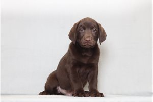 Lincoln - Labrador Retriever for sale