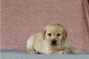 Juno - Labrador Retriever for sale