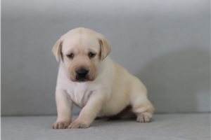 Jake - Labrador Retriever for sale