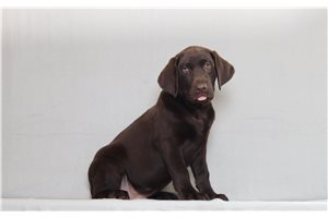 Zane - Labrador Retriever for sale