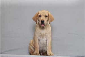 Zazu - Labrador Retriever for sale