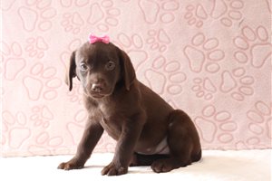 Sutton - Labrador Retriever for sale