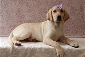 Lady - Labrador Retriever for sale