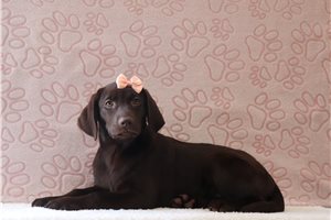 Sutton - Labrador Retriever for sale