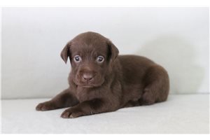 Jenna - Labrador Retriever for sale