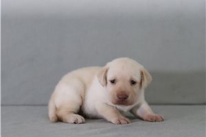 Jasper - Labrador Retriever for sale