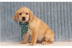Joey - Labrador Retriever for sale