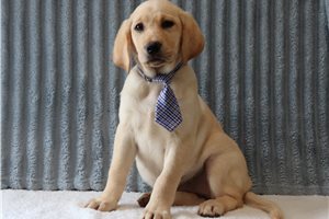 Lady - Labrador Retriever for sale