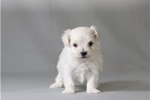 Zulu - Maltese for sale