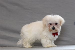 Zulu - Maltese for sale