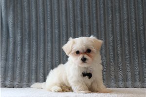 Zulu - Maltese for sale