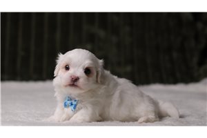 Sigmund - Maltese for sale