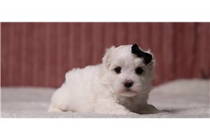 Serena - Maltese for sale