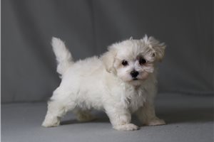 Zulu - Maltese for sale