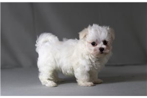 Ziggy - Maltese for sale