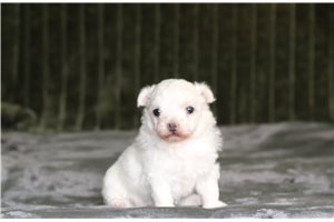 Hamish - Maltese for sale
