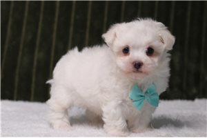 Hamish - Maltese for sale