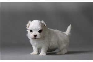 Ziggy - Maltese for sale