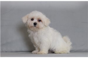 Mariella - Maltese for sale