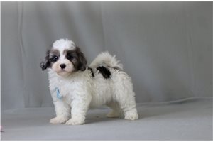 Timber - Malti Poo - Maltipoo for sale