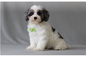 Timber - Malti Poo - Maltipoo for sale