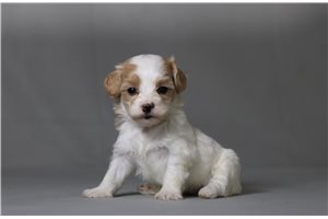 Trisha - Malti Poo - Maltipoo for sale
