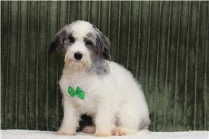 Tino - Maltipoo for sale