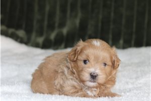 Hamilton - Malti Poo - Maltipoo for sale