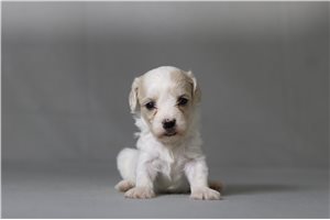 Trixie - Malti Poo - Maltipoo for sale