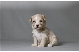 Tuesday - Malti Poo - Maltipoo for sale