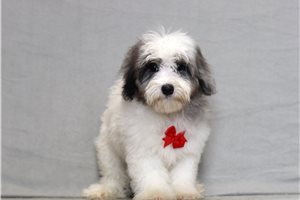 Tino - Malti Poo - Maltipoo for sale