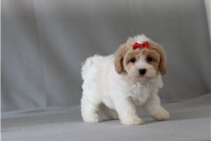 Trudy - Malti Poo - Maltipoo for sale