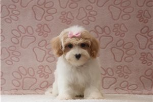 Trudy - Malti Poo - Maltipoo for sale